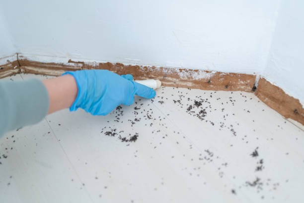 Best Local Pest Control Services  in Lakewood, CO