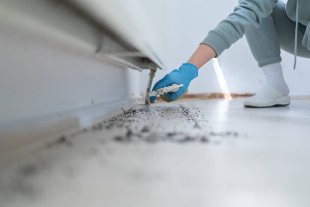 Reliable Lakewood, CO Pest Control Solutions